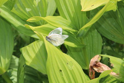 Close-up of butterfly perching on leaf