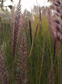 Close-up of stalks in field