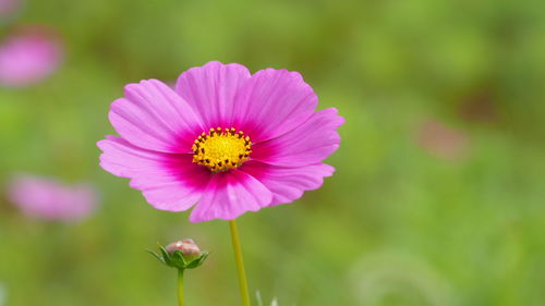 Close-up of pink cosmos flower