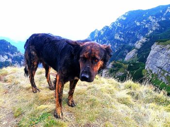 Portrait of dog on mountain