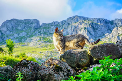 Cat sitting on rock