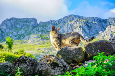A cat sits on a stone wall in front of a picturesque mountain range
