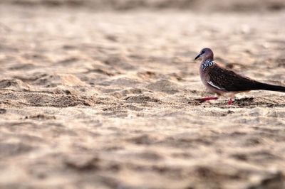 Close-up of bird perching on a field