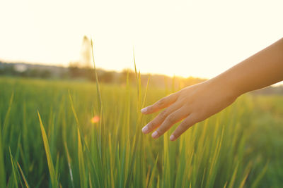 Cropped hand of woman touching wheat field against sky