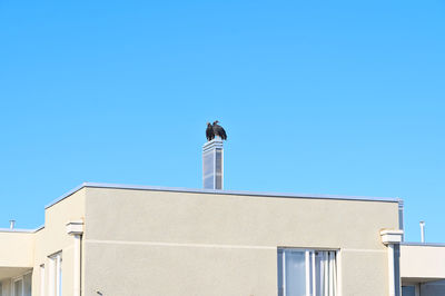 Couple of vulture on a chimmey, low angle view of modern building against clear blue sky