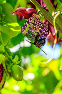 Close-up of butterfly pollinating on purple flower