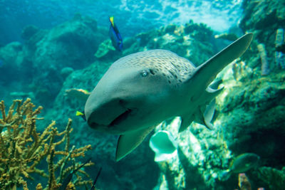 Close-up of zebra shark swimming