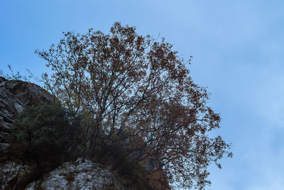 Low angle view of tree against clear sky