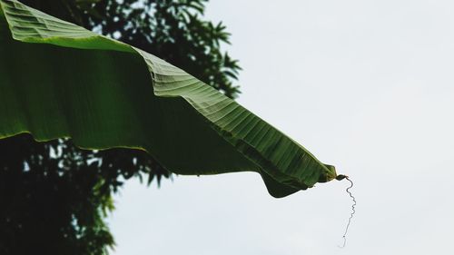 Low angle view of palm tree against sky