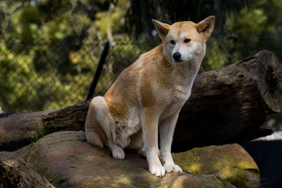 View of dog on rock