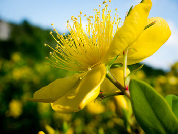 Close-up of yellow flowering plant on field