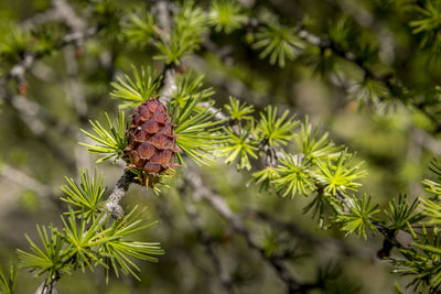 Close-up of needle