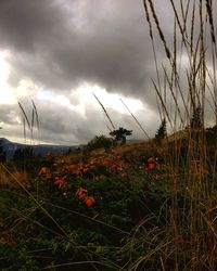 Close-up of flowering plants on land against sky