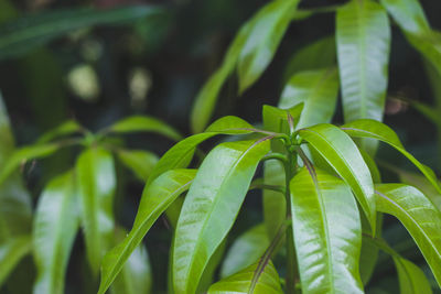 Close-up of green leaves