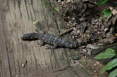 High angle view of lizard