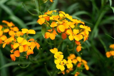 Close-up of yellow flowering plant