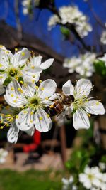 Close-up of white flowering plant