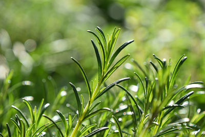 Close-up of fresh green leaves