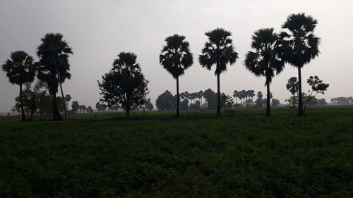 Palm trees on field against sky