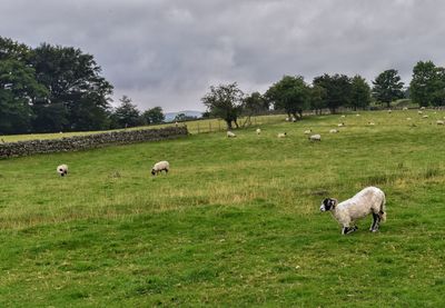 Sheep standing on grassy field against sky