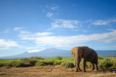 Elephant walking on field by mt kilimanjaro against sky