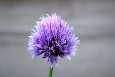 Close-up of purple flowering plant