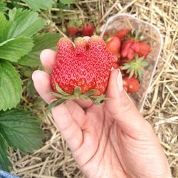 Close-up of hand holding flower