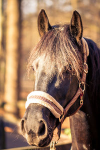 Close-up of horse standing outdoors