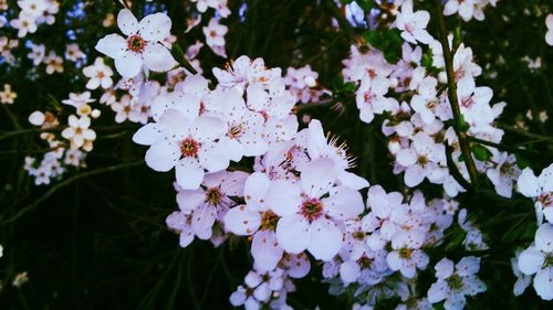 Close-up of pink flower blooming in garden