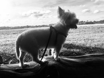 Side view of dog standing on land against sky