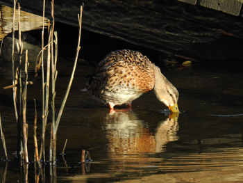 Duck swimming in lake