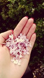 Close-up of hand holding flower