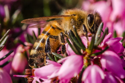 Close-up of honey bee pollinating flower