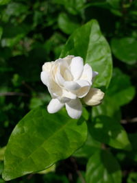 Close-up of white flower