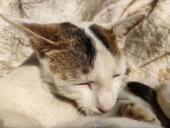 A white cat face close-up photo in the morning when sunlight fall on this cat.