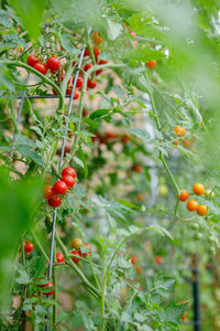 Close-up of red flowering plant