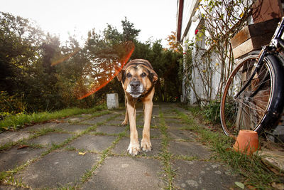 Dog standing on walkway