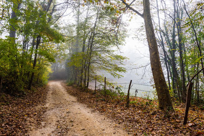 Empty dirt road amidst trees