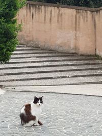 Cat sitting on wall