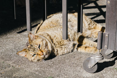 Cat lying on the wall