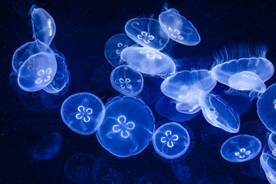 Jellyfish swimming in sea