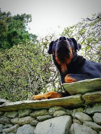 Dog sitting on tree against sky