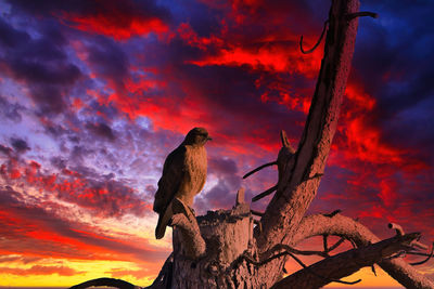 Low angle view of bird perching on branch against orange sky