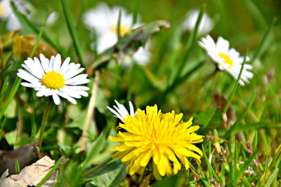 Close-up of white flowers blooming on field