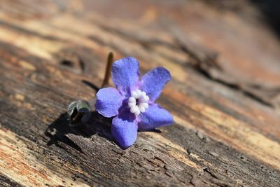 Close-up of purple flower on wood