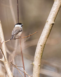 Close-up of bird perching on branch