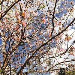 Low angle view of trees