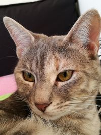 Close-up portrait of cat at home