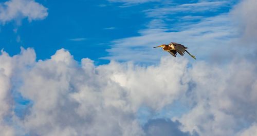 Low angle view of seagull flying in sky