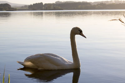 Swan swimming on lake